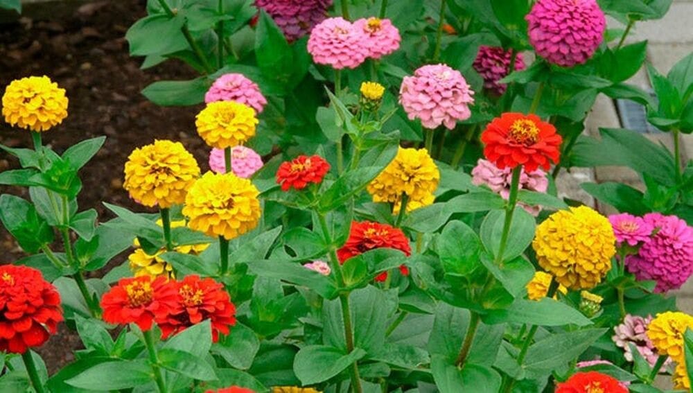 ???? +20 flores fáciles de cultivar en casa | Lista