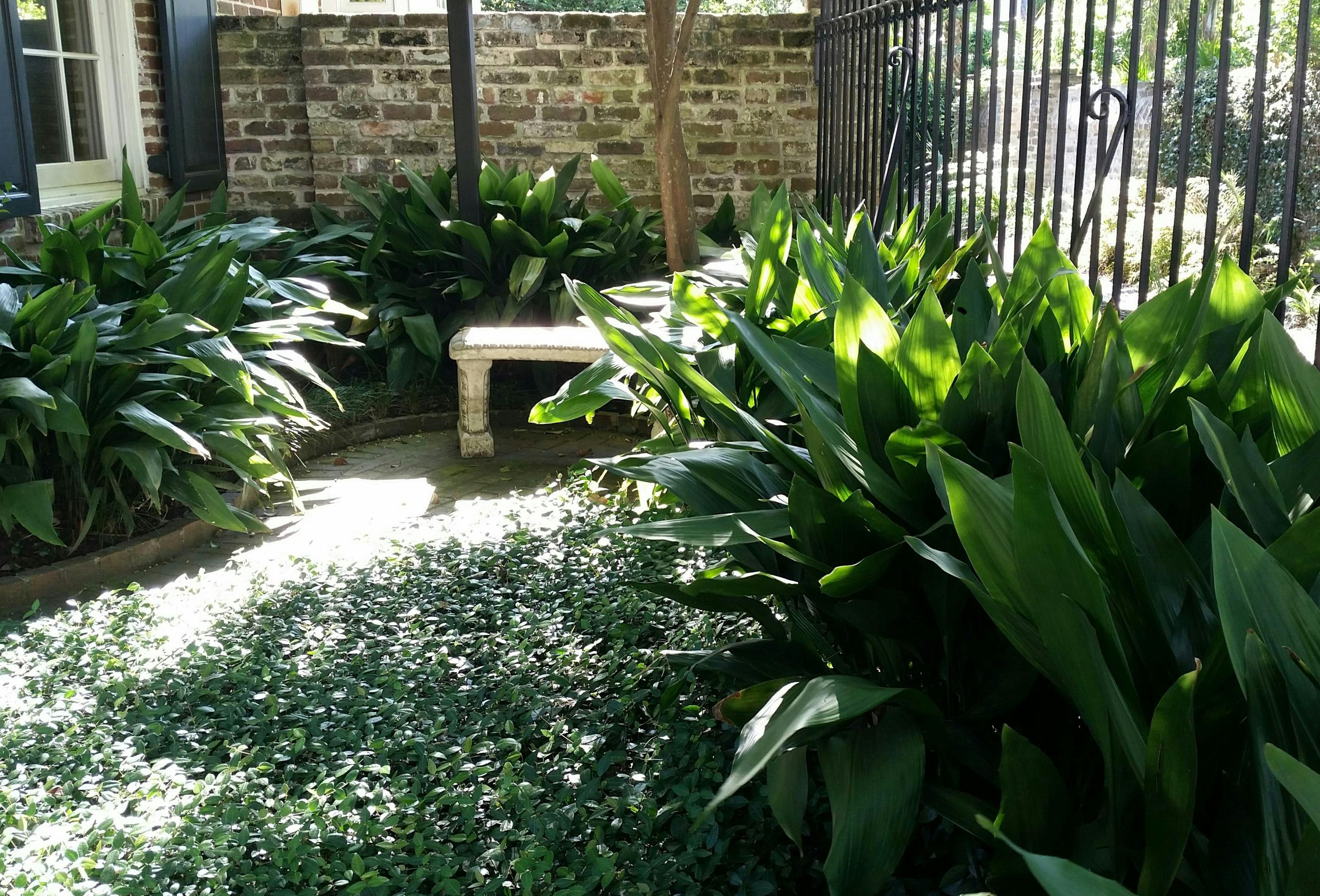 aspidistra planta exteriores