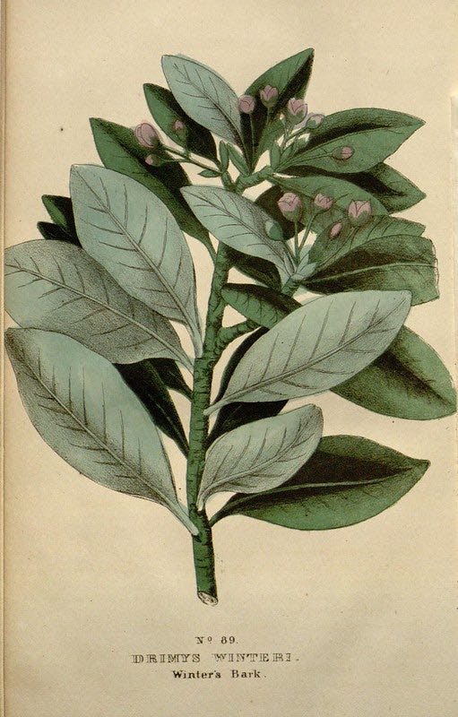 ilustracion-botanica