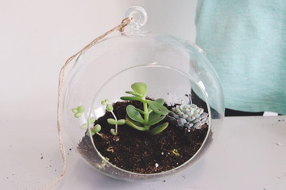 agregar plantas en los terrarios