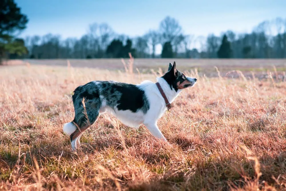 perro de tamaño grande caminando por el campo