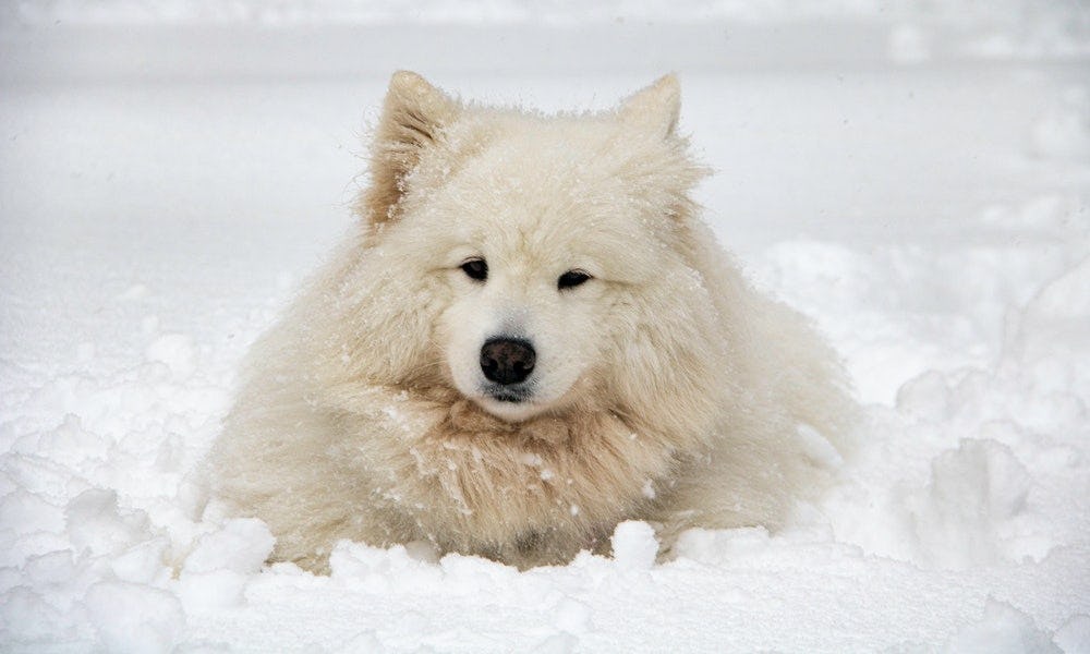 Samoyedo como uno de los tipos de perros grandes y peludos