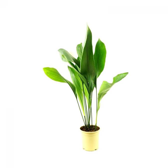 Aspidistra