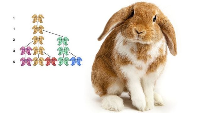 sucesion fibonacci conejos