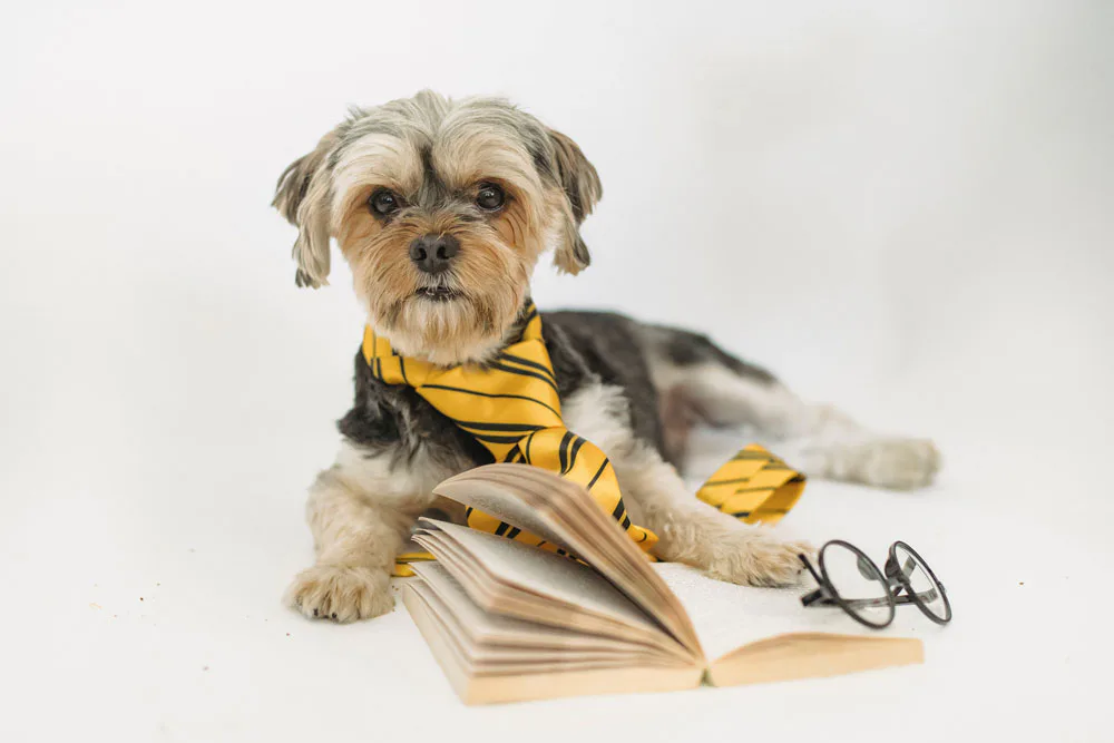 educación canina con empatia
