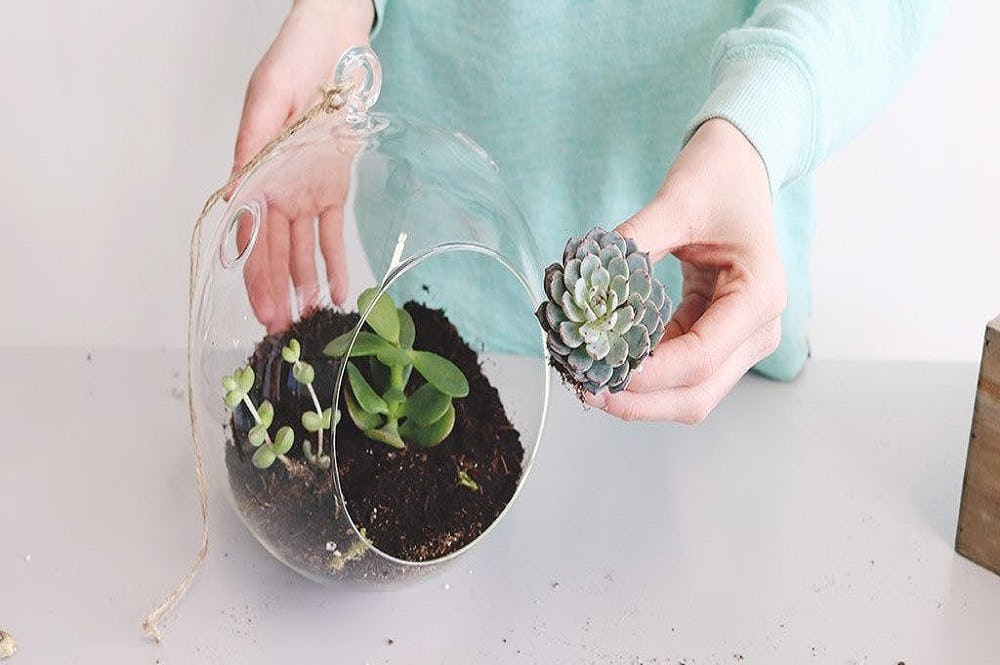 insertar plantas suculentas en los terrarios
