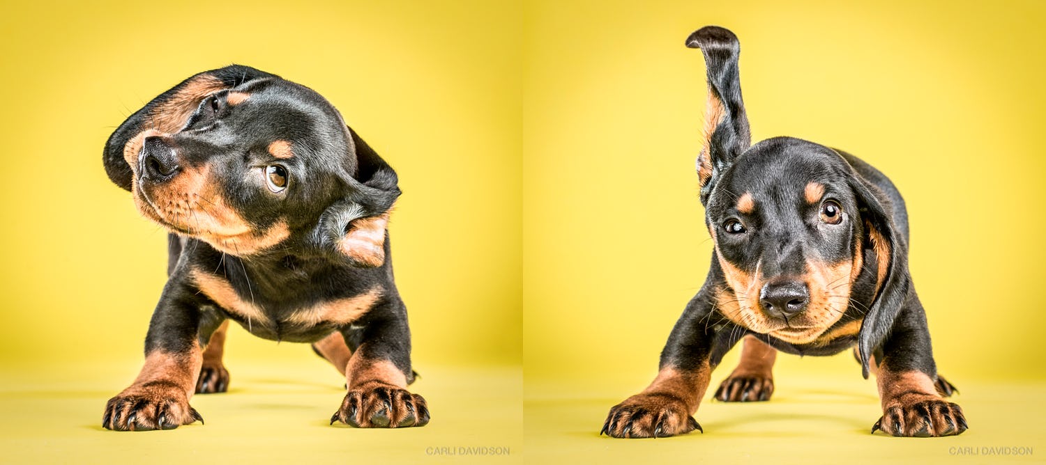 Fotografía de animales perros Carli Davidson - Shake Pups