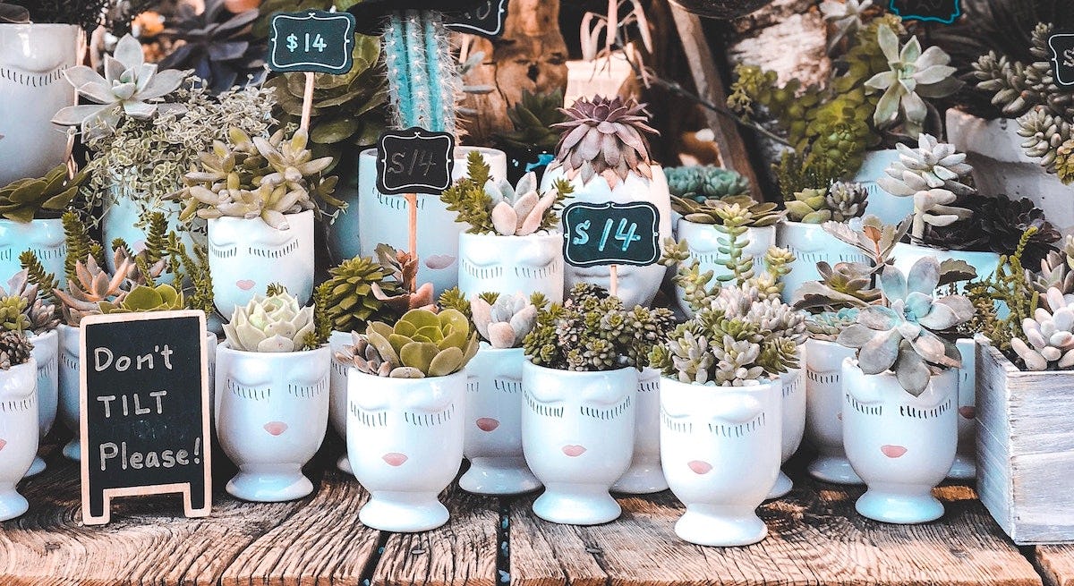 caracteristicas de las suculentas