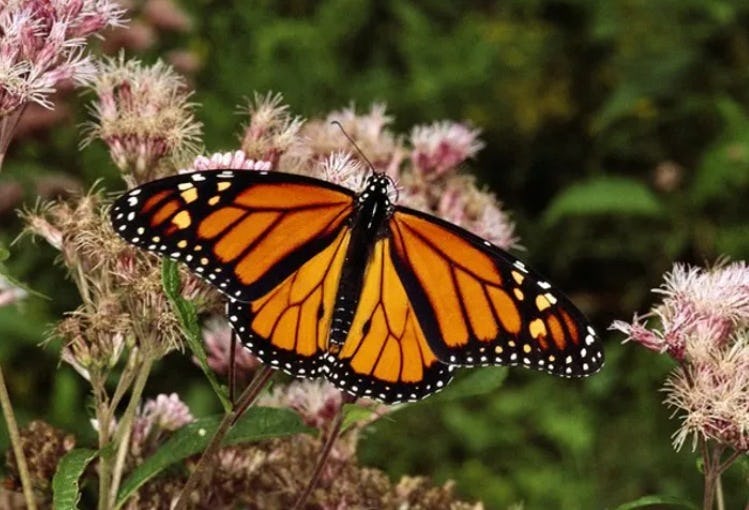 Mariposa monarca