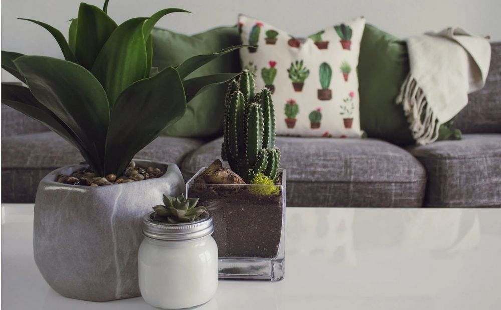 macetas para crasas o suculentas