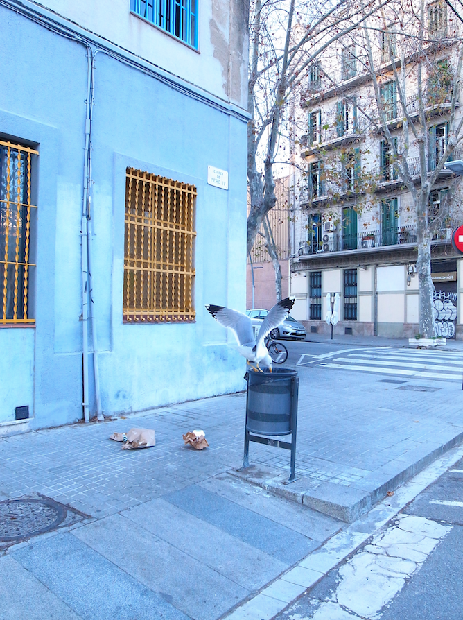 gaviota-barcelona-fotografia-ricoh-alessandro-valerga