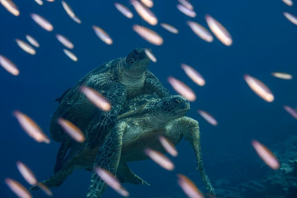 natgeo cuentas mas seguidas de fotografias
