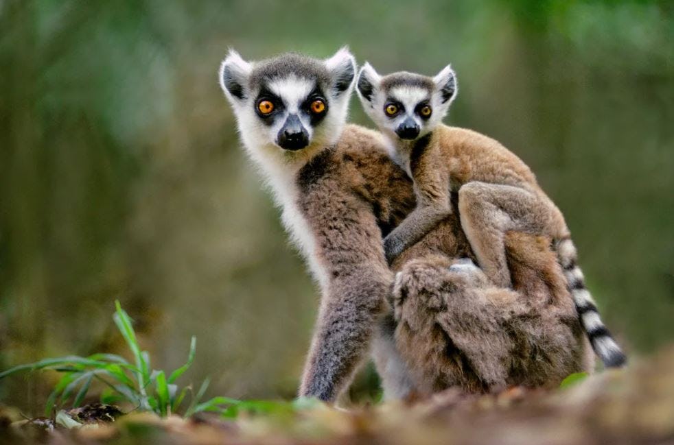 Fotografía de animales fauna silvestre lemur y bebé lemur Frans Lanting - National Geographic Gallery