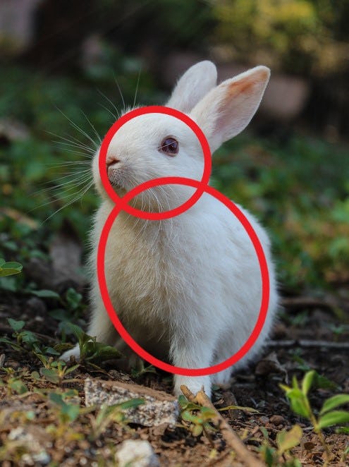 cómo dibujar un conejo
