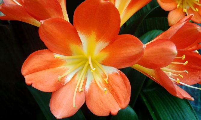 Clivia