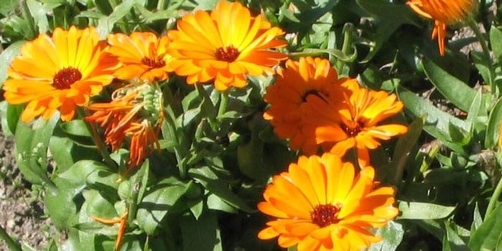 ? +20 flores fáciles de cultivar en casa | Lista