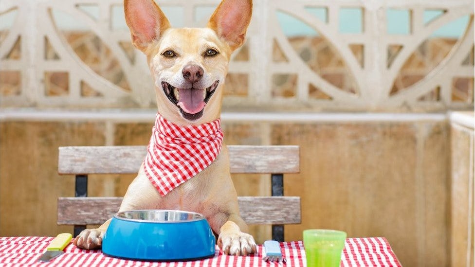 Mascota ideas para videos en Youtube