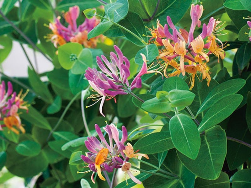 Plantas de sol hermosas