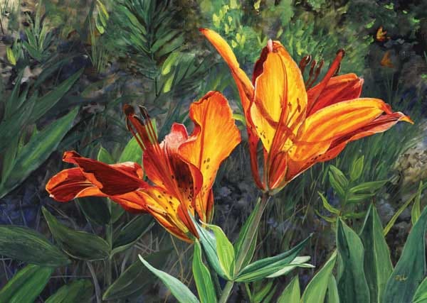pintura en acuarelas "First Light–Wood Lily" de Marie Lamothe