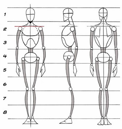 🎨 Aprende Las Proporciones De Dibujo Anatómico