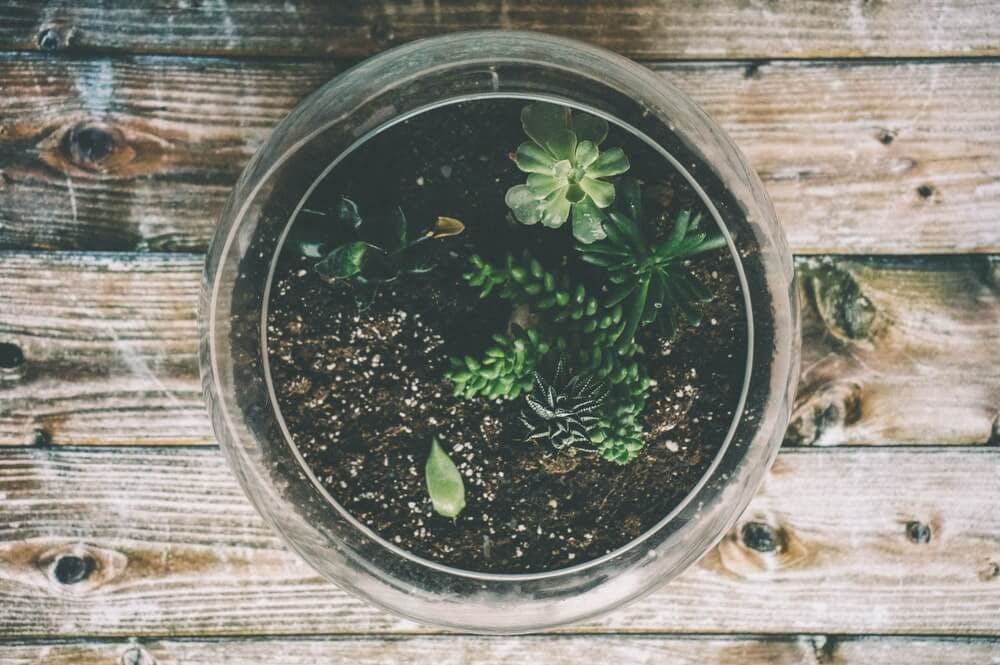 cómo hacer un terrario tropical