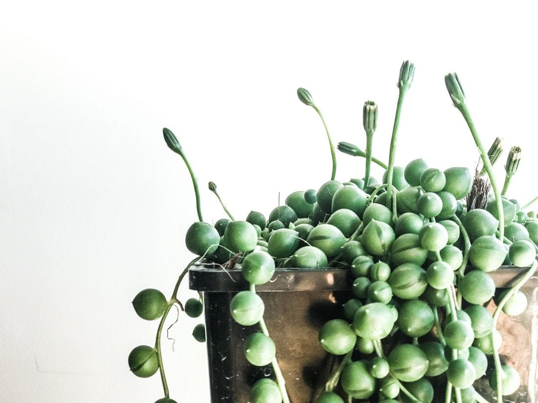 suculenta senecio rowleyanus