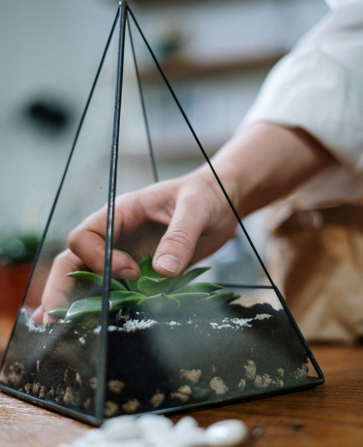 como hacer un terrario para suculentas