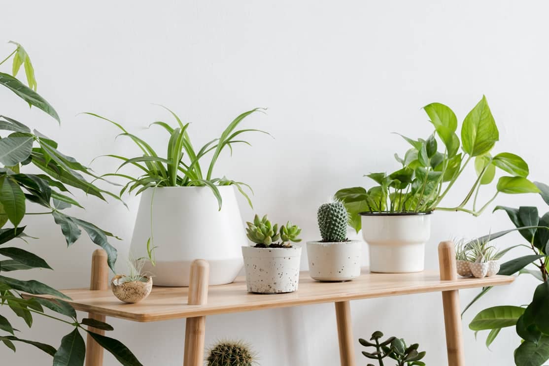 Tips y consejos para ubicar tus plantas dentro de tu casa - Maschic -  Maschic