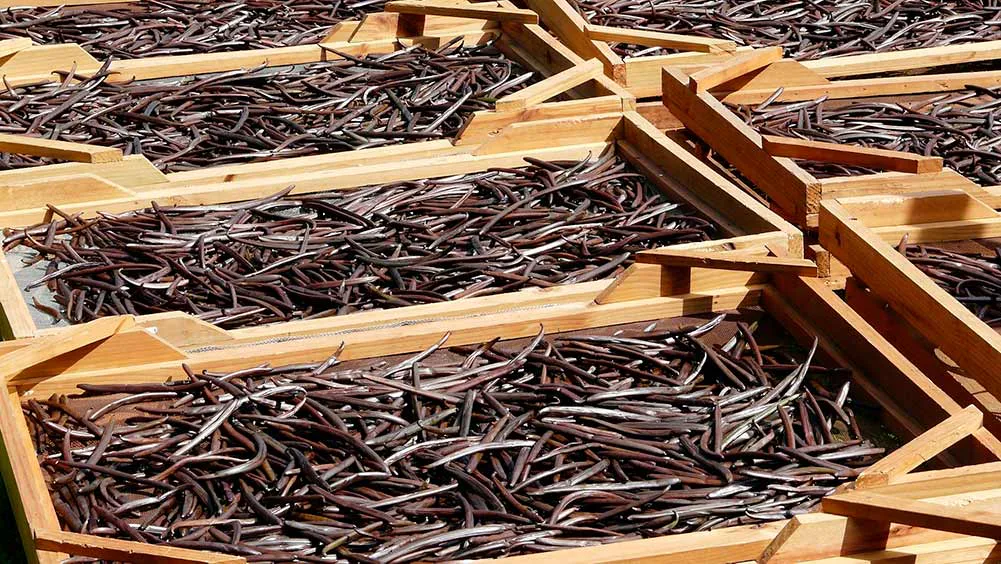 Elaboración de la vainilla