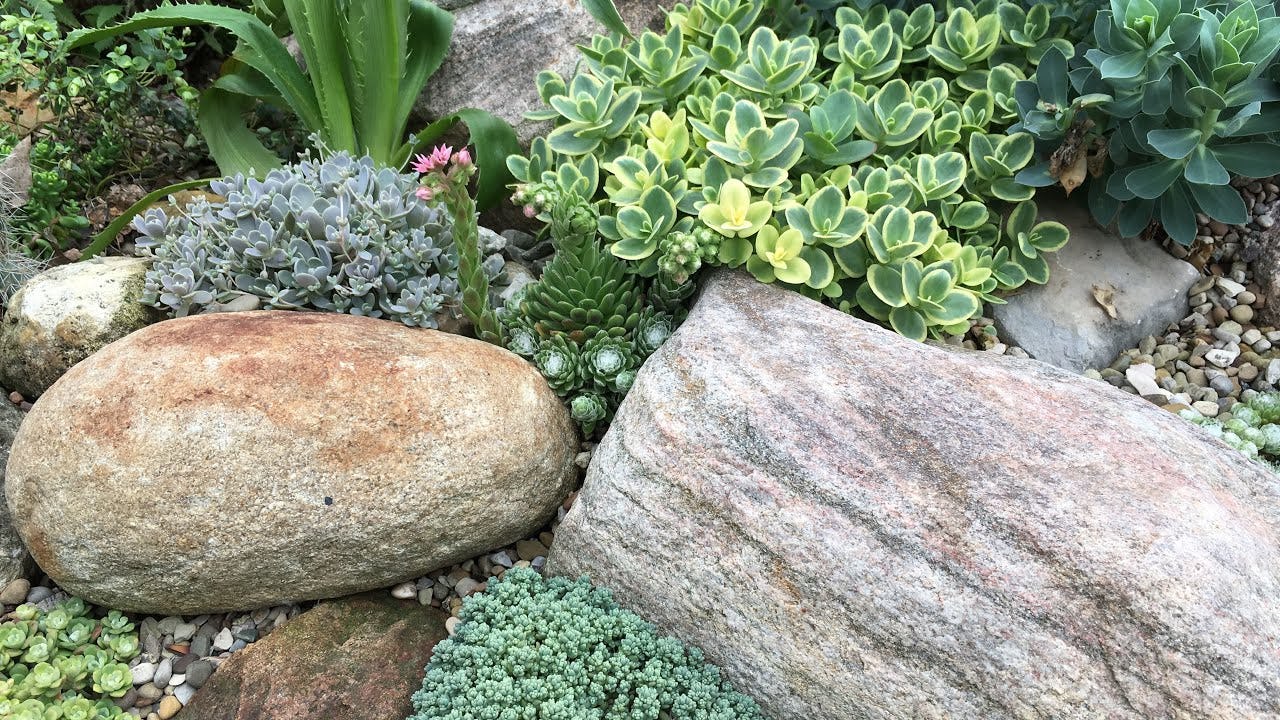 sedum planta