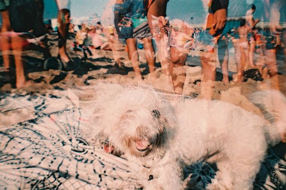 lomography-la-sardina-barcelona-playa-foto-perro-alessandro-valerga