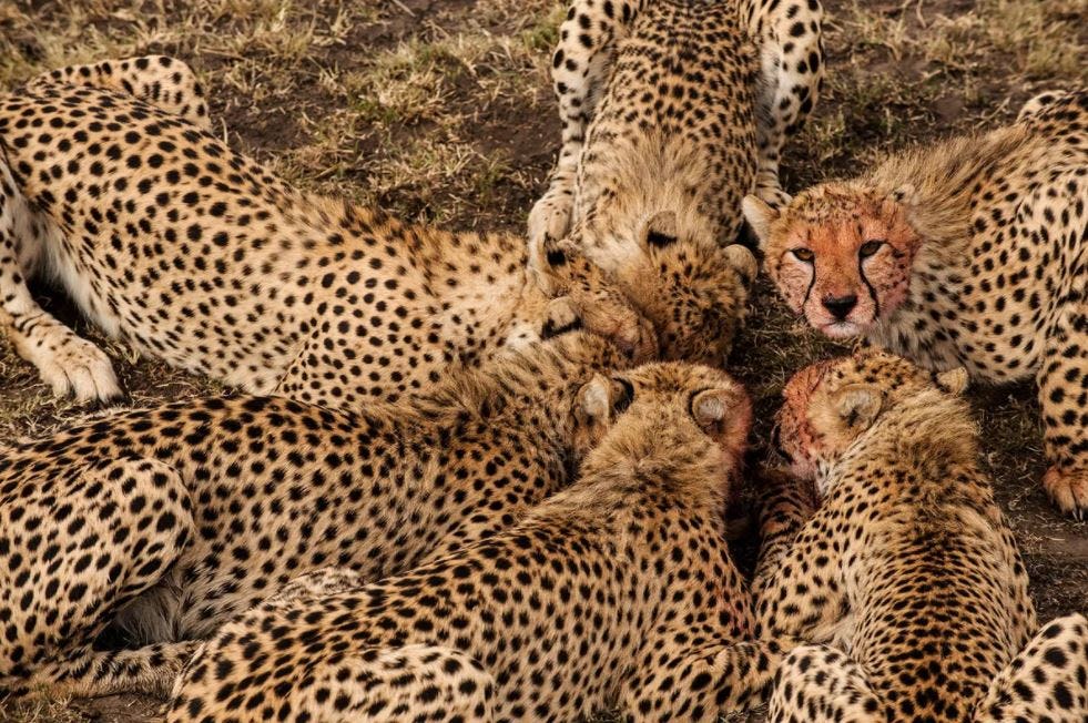 Fotografía de animales fauna silvestre cheetah Frans Lanting - National Geographic Gallery