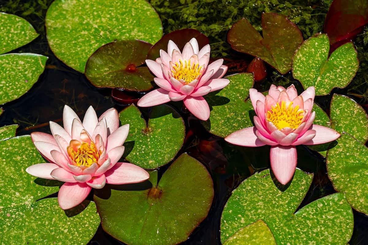 flor de loto