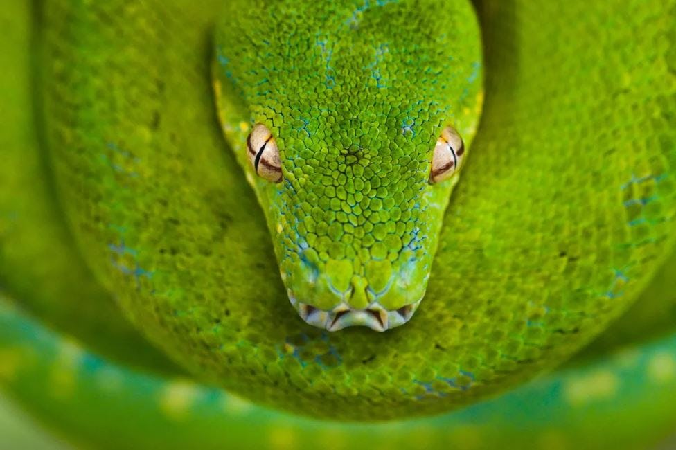 Fotografía de animales fauna silvestre serpiente Frans Lanting - National Geographic Gallery