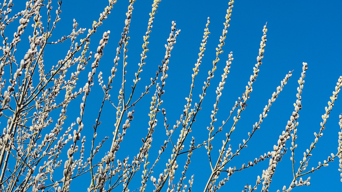 🌿 Plantas Medicinales: ¿para Qué Sirven? | Crehana