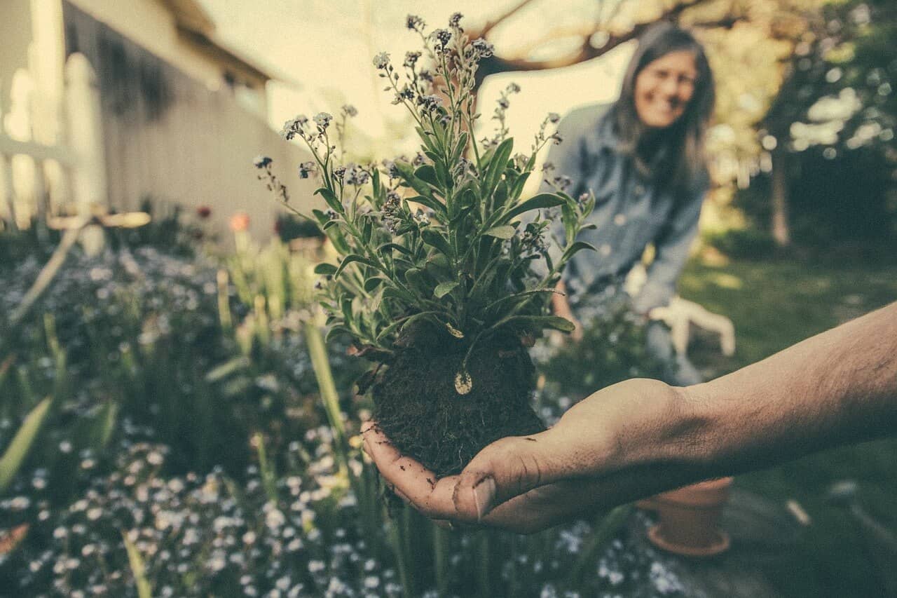 🌱 ¿Cómo Cuidar Las Plantas? Consejos De Jardinería Fácil | Crehana Para ...