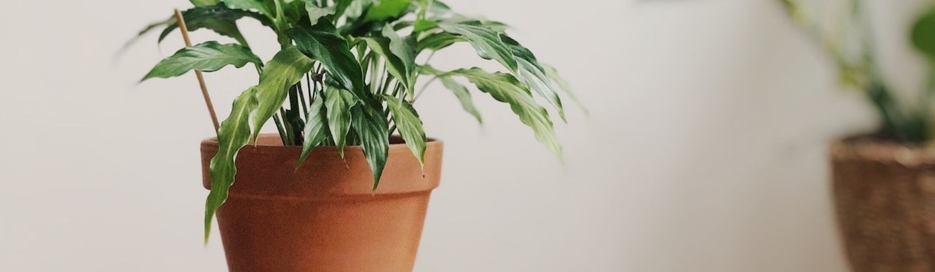 10 plantas de interior que necesitan poca luz para crecer