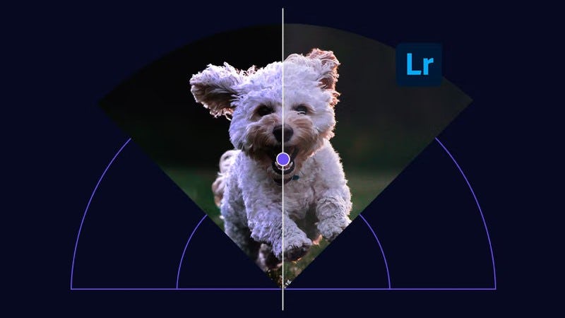 Presets de lightroom para mascotas