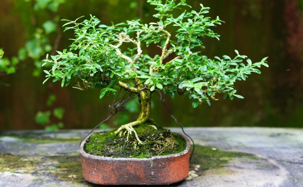 maceta para bonsai