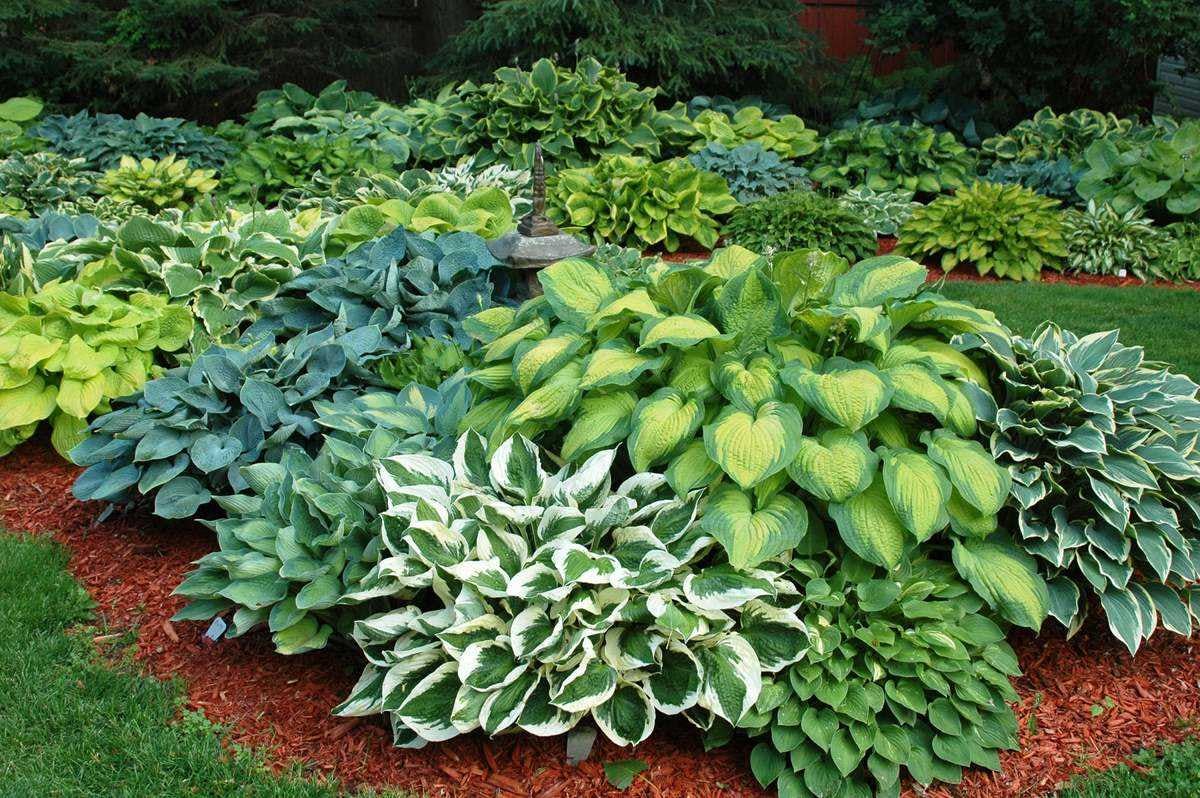 hosta plantas exteriores