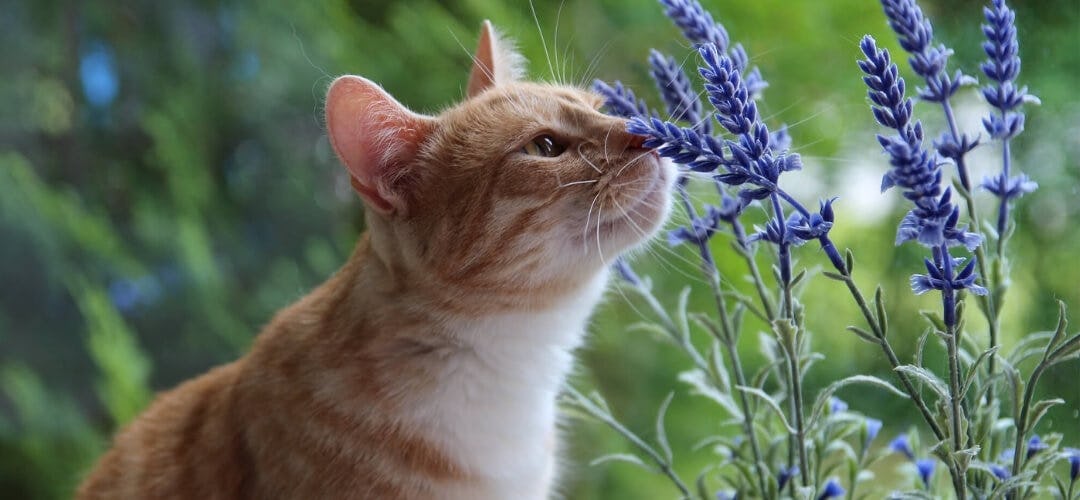 imagen de gato y flores