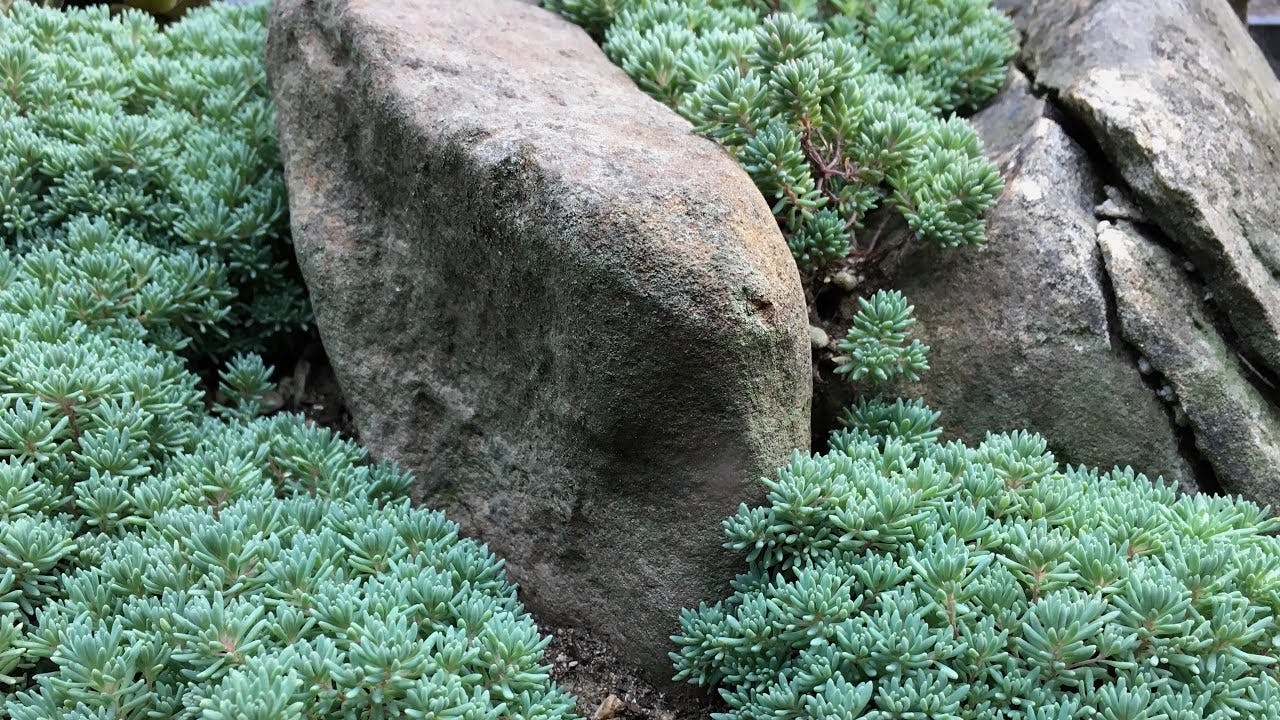 sedum jardin exteriores