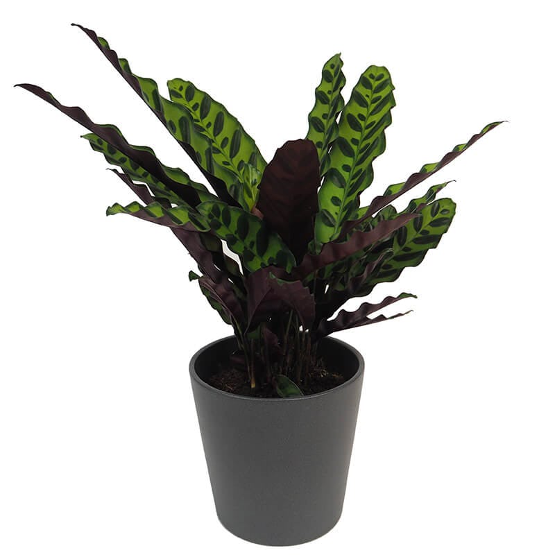 Calathea