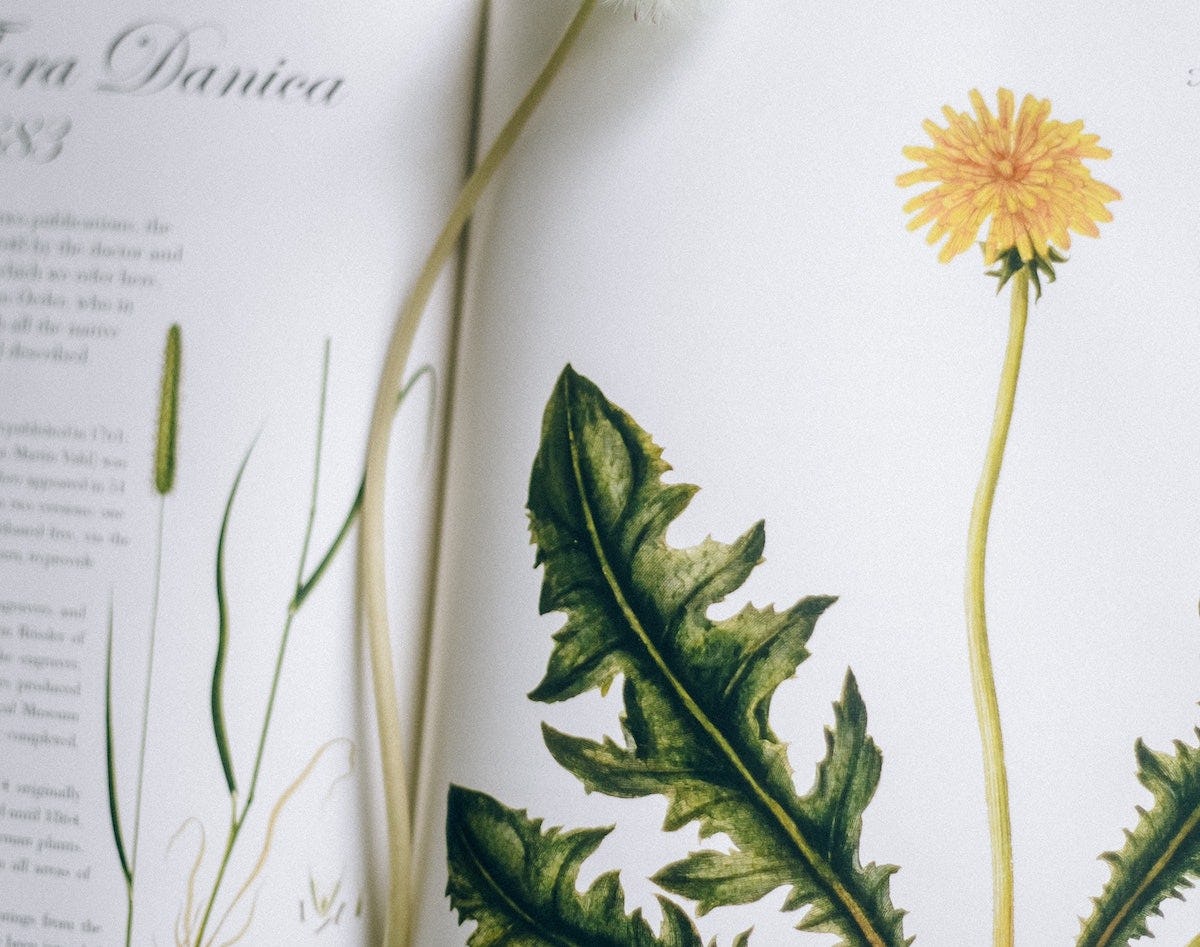 planta medicinal diente de leon