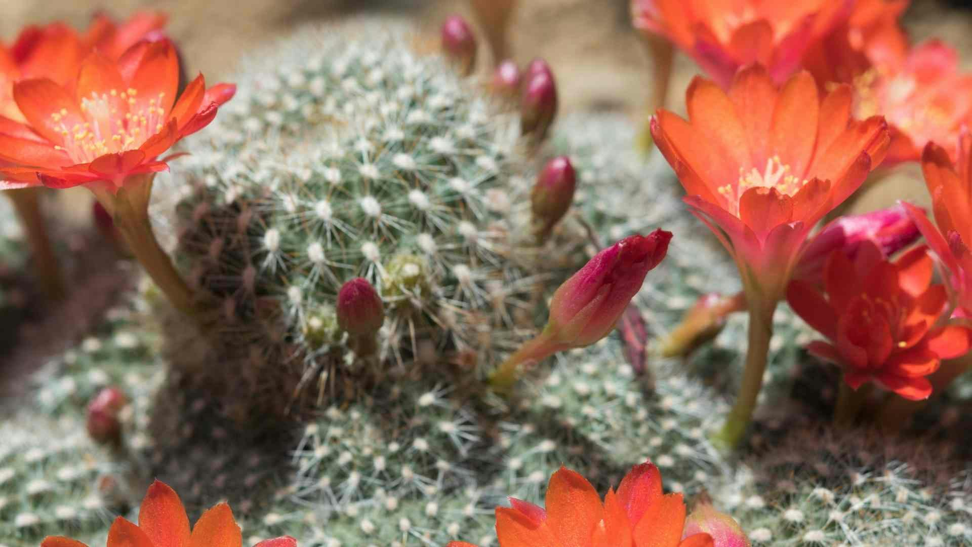 suculentas con flor rebutia heliosa
