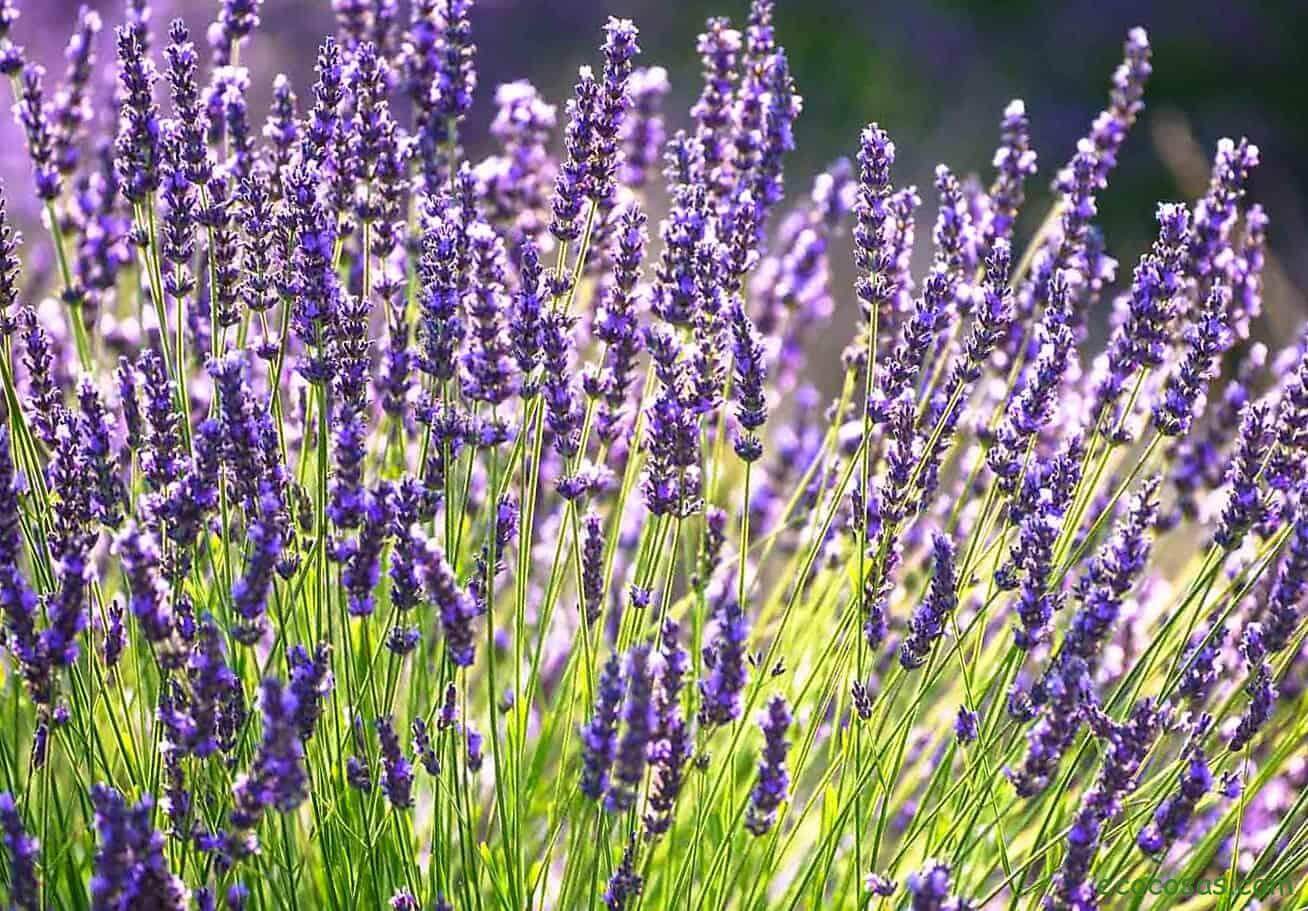 🌻 10 Plantas Que Florecen Todo El Año | Guía De Jardinería | Curso ...