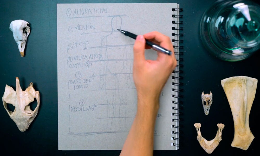 dibujo lapiz anatomia humana