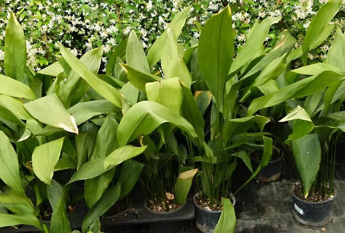 Aspidistra