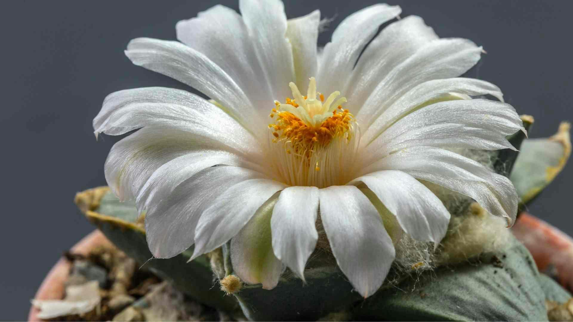 ariocarpus tipo de cactus