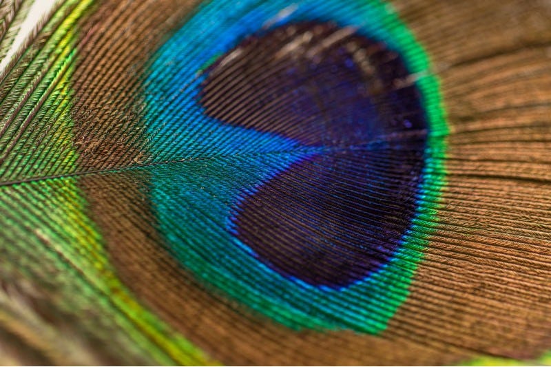 Fotografía de detalle